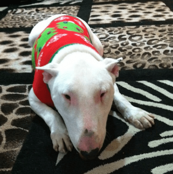 12.17.15 - Dog Ugly Christmas Sweater2