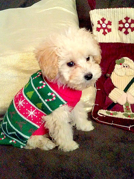 12.17.15 - Dog Ugly Christmas Sweater3