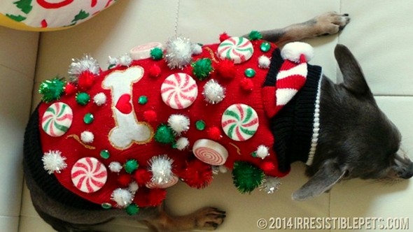 12.17.15 - Dog Ugly Christmas Sweater5