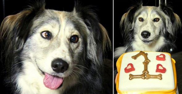 12.2.15 - Cross-Eyed Dog Who Couldn’t Find a Home Celebrates Adoption Anniversary0
