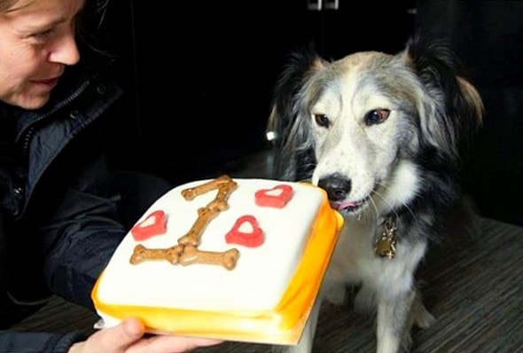 12.2.15 - Cross-Eyed Dog Who Couldn’t Find a Home Celebrates Adoption Anniversary4