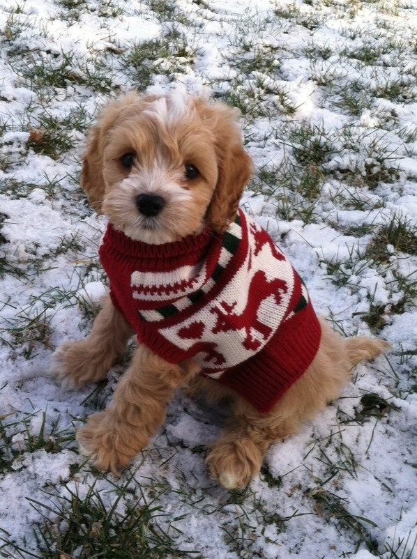 sweaters with puppies on them