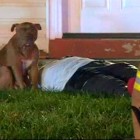 12.3.15 Dog Who Guarded Owner After Fire Gets a New Home1
