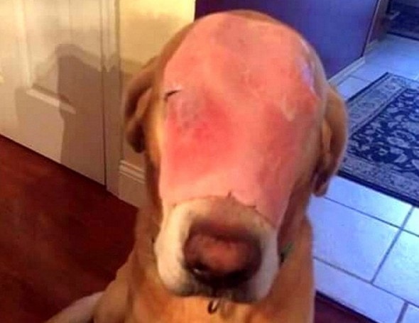 12.30.15 - Prankster Tricks Thousands with “Disfigured” Ham-Faced Dog4
