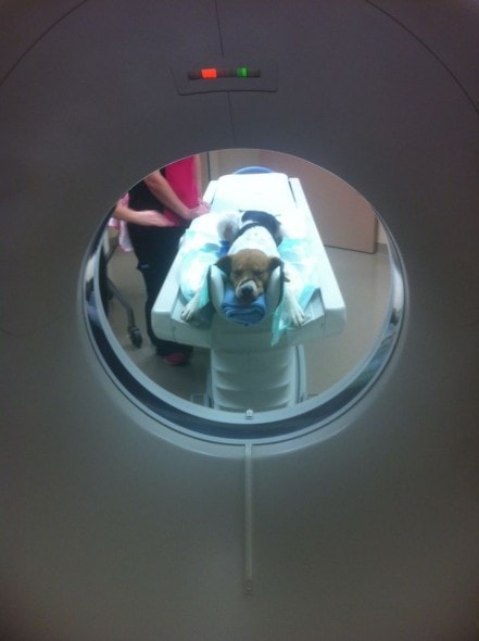 Tyson getting medical tests done. Photo credit: Tyson the Wonder Dog/Facebook