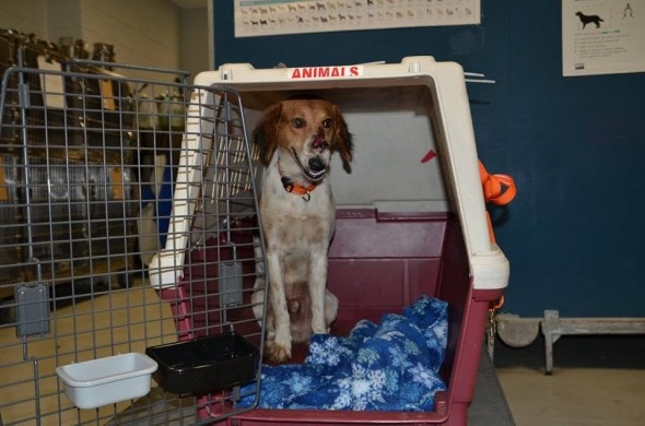 Tyson when he first arrived to Canada. Photo credit: Tyson the Wonder Dog/Facebook