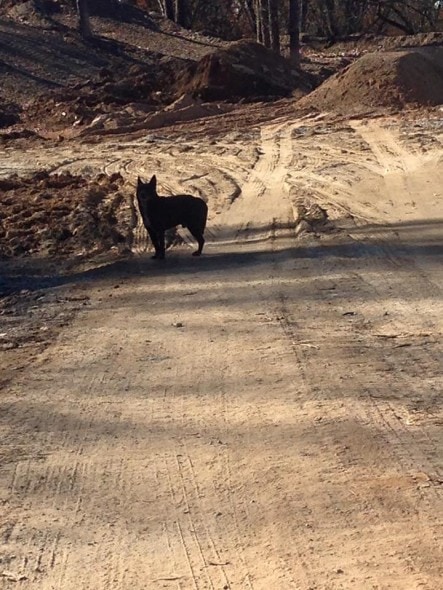 Bear at the junkyard. Photo Credit: Stephanie Sparks
