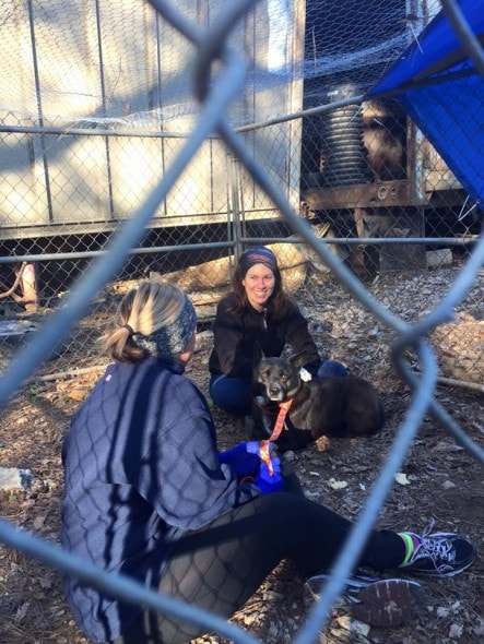 Bear getting rescued. Photo Credit: Stephanie Sparks