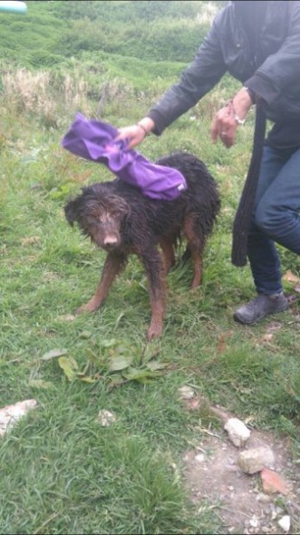 The rescued dog. Photo credit: Las 2 Orillas