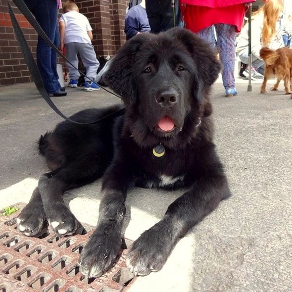 1.1.16 - Woman Spends 2015 Taking a Photo of a Different Dog Every Day3