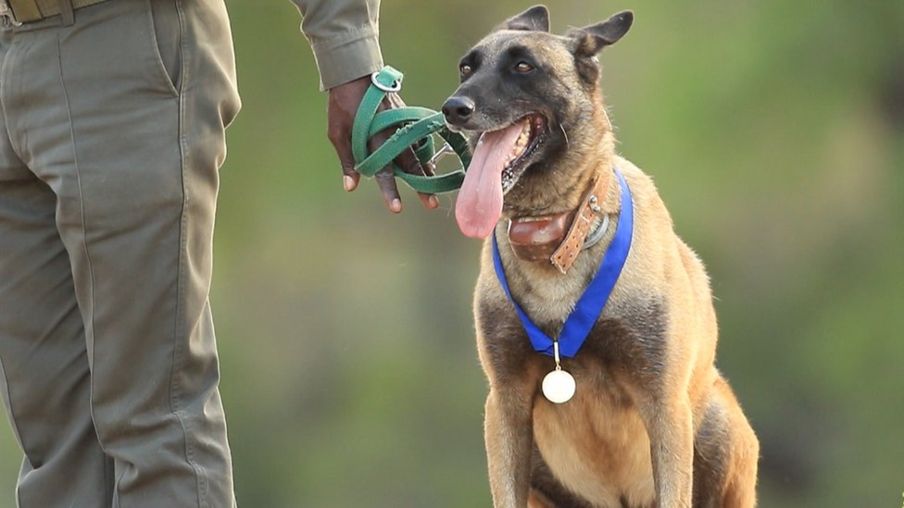 AntiRhino Poaching Dog from South Africa Honored as Hero