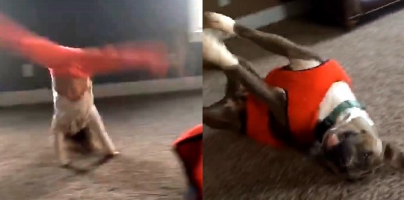 1.13.16 - Pit Bull Adorably Tries to Imitate Little Girl’s Cartwheel1