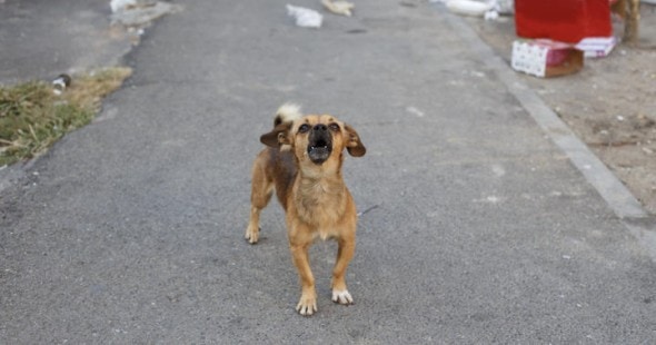 1.13.16 - real lassie