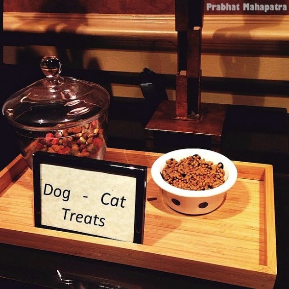 1.14.16 - Cartwright Hotel Welcomes Pets in the Best Way Possible2