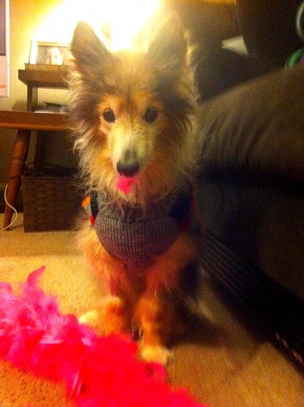 1.15.16 - The Story of Toothless Rooster Cogburn11
