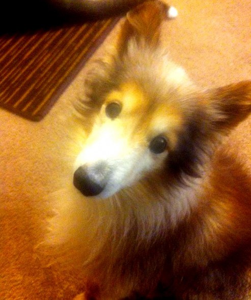 1.15.16 - The Story of Toothless Rooster Cogburn4