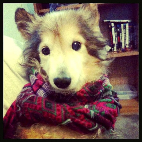 1.15.16 - The Story of Toothless Rooster Cogburn5
