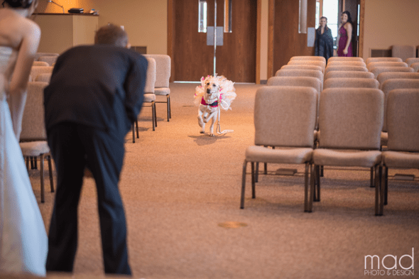 1.18.16 - bride dog 3