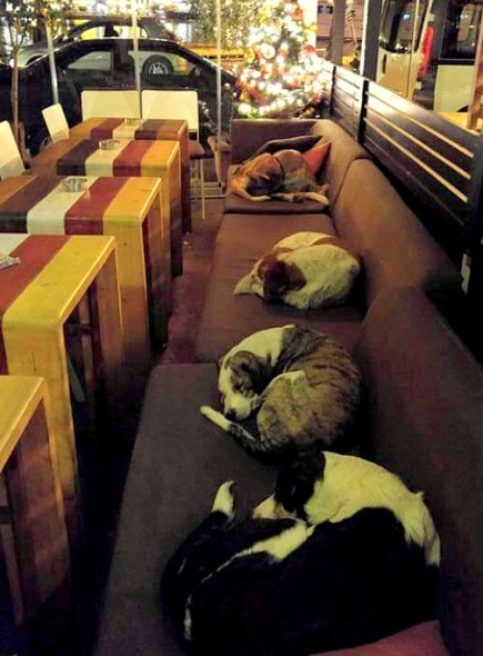 1.2.16 - Greek Café Opens Its Doors to Keep Street Dogs Warm at Night1
