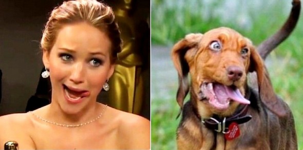 1.21.16 - Twitter Account Shows Users Who Their Dog Twin Is00