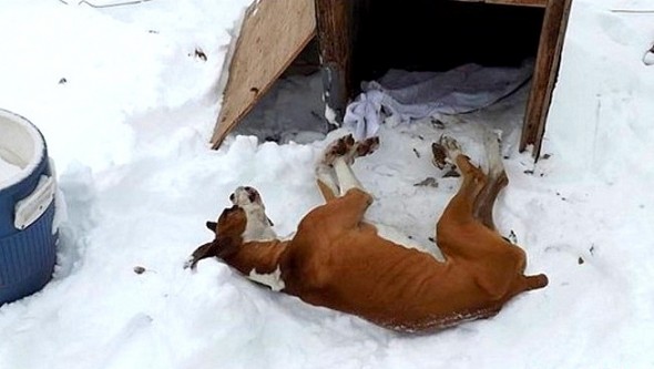 1.22.16 - Lawmakers Cracking Down on Pets Being Left Outside in the Cold1