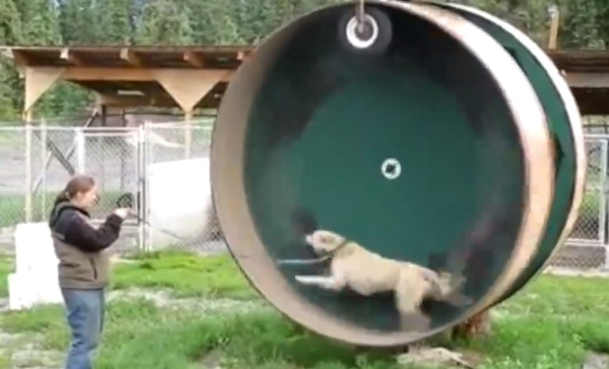 Man Builds DogSized Hamster Wheel LIFE WITH DOGS