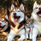 1.23.16 Three Huskies Raise a Kitten and Adopt Her as Their Own00
