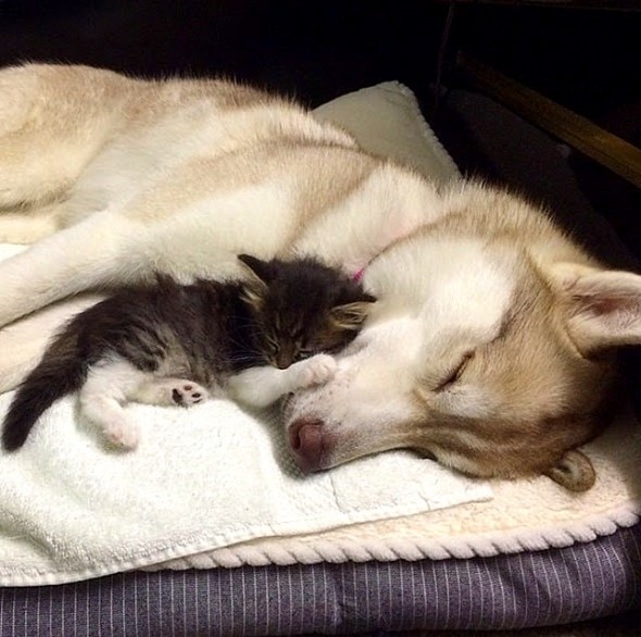 1.23.16 - Three Huskies Raise a Kitten and Adopt Her as Their Own1