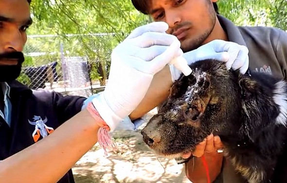 1.27.16 - Dog Miraculously Grows a New Face Thanks to Rescuers3