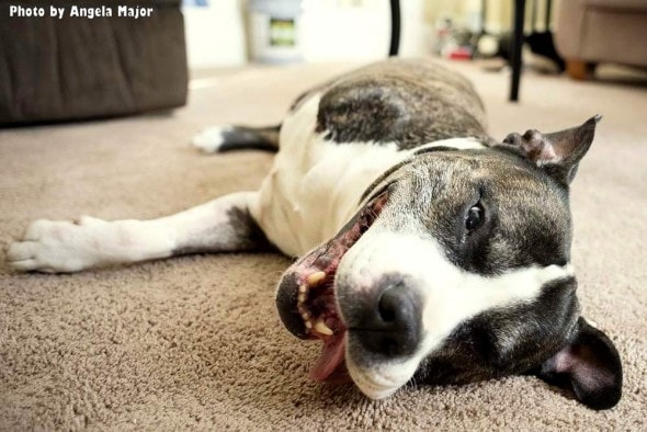 1.28.16 - 15-Year-Old, 3-Legged Pit Bull Saves Family from Armed Intruder1