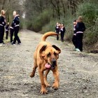 1.29.16 Dog Let Out to Go Potty Runs Half Marathon Instead0