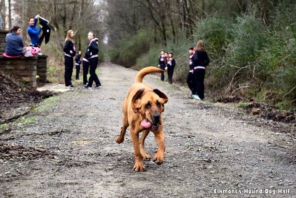 1.29.16 - Dog Let Out to Go Potty, Runs Half Marathon Instead1