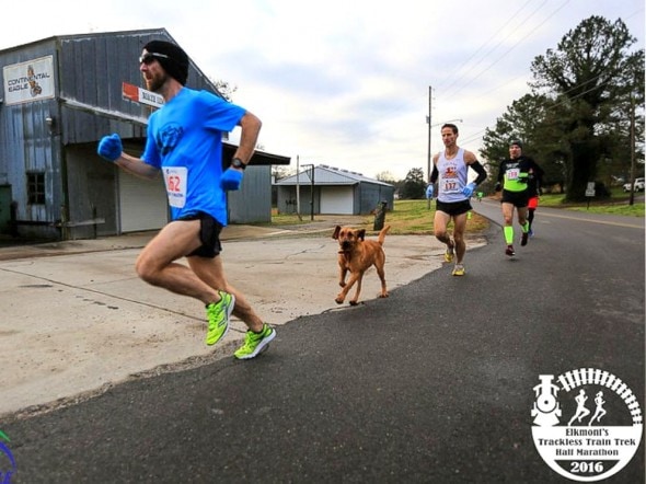 1.29.16 - Dog Let Out to Go Potty, Runs Half Marathon Instead5