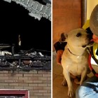 1.29.16 Dog Living in Burned Out Detroit Home Rescued0