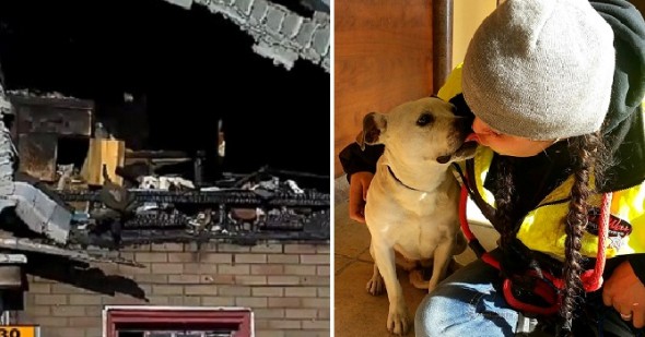 1.29.16 - Dog Living in Burned-Out Detroit Home Rescued0