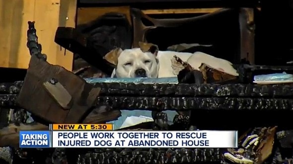 1.29.16 - Dog Living in Burned-Out Detroit Home Rescued2