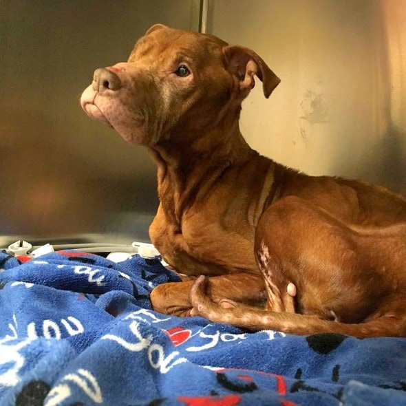 1.29.16 - Rescue Group Makes Bucket List for Dog Who’s Spent Life in a Cage5