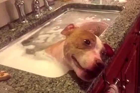 1.8.16 - Rescue Dog Bath