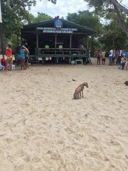 Saori hoping for love and food in Playa Blanca, Colombia. Photo credit: Cartagena Paws.