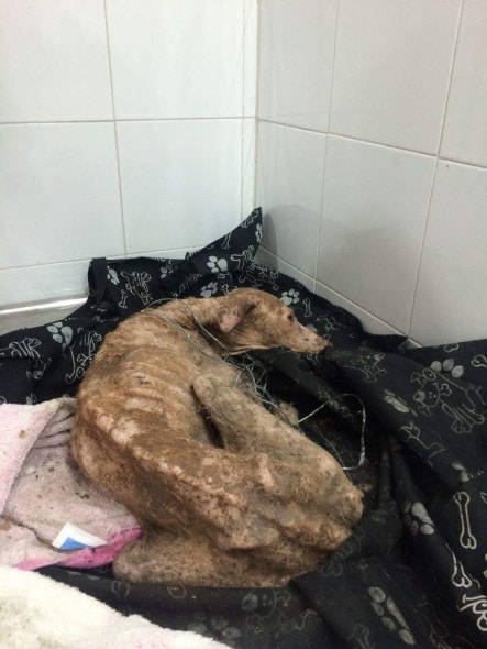 Saori rescued and safe at a vet clinic. Photo credit: Cartagena Paws