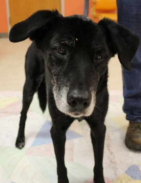 Photo credit: Columbia County Humane Society