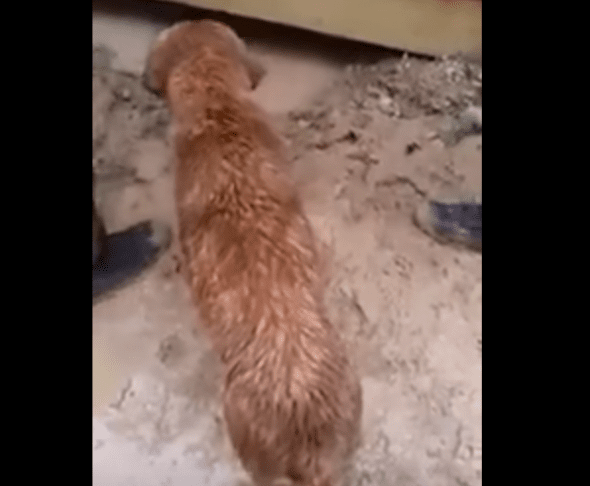 Mom dog about to enter her flooded den to save her puppies. Photo credit: YouTube