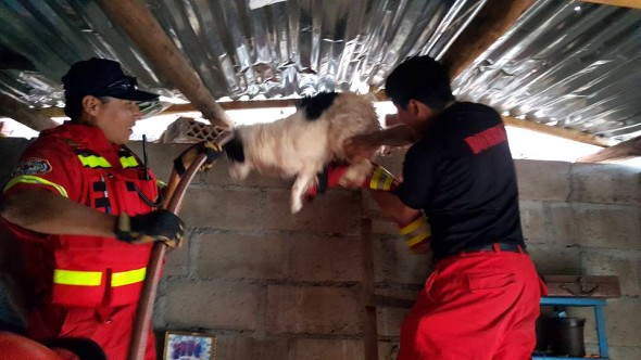 Photo credit: Brigada Rescate de Mascotas - Cusco/Facebook