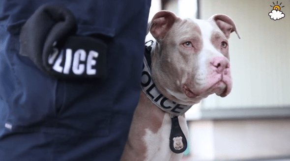 Kiah the Pit bull while working as a police dog. Photo credit: LittleThings.com