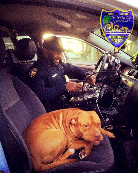 2.10.16 - Runaway Pit Bull Christens Rookie Cop’s New Cruiser1