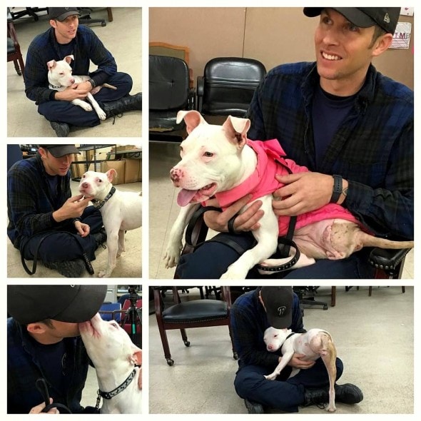 2.11.16 - Dog Run Over by Train Adopted by Officer Who Saved Her2