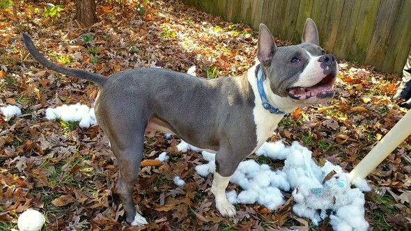 Spock's first mission in his new home - tear up the snowman.