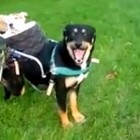 2.18.16 Dog with Wheelchair Carts Around Blind Deaf Friend0