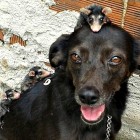 2.19.16 Dog Takes Adopted Baby Opossums on Piggyback Rides1