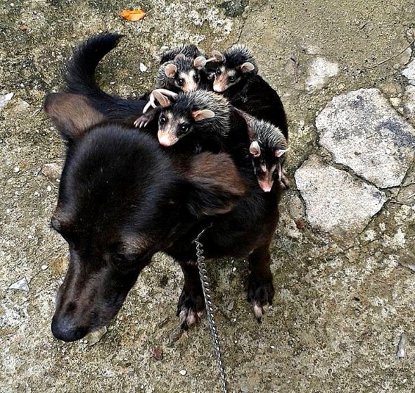 2.19.16 - Dog Takes Adopted Baby Opossums on Piggyback Rides8